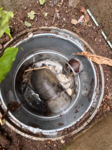 清掃前のキッチンの排水マス
